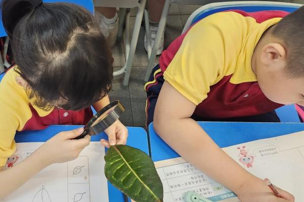 觀察樹葉的特點進行科學探究